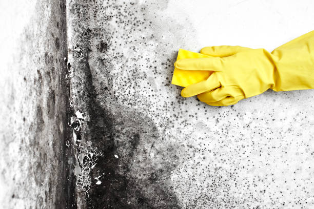 Best Emergency Mold Removal  in Arcola, TX