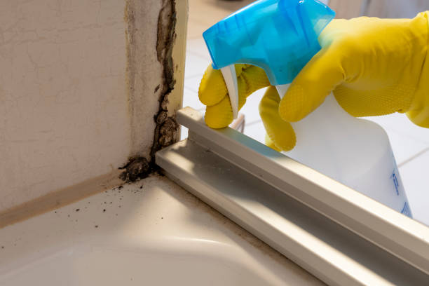 Mold Removal Process in Arcola, TX