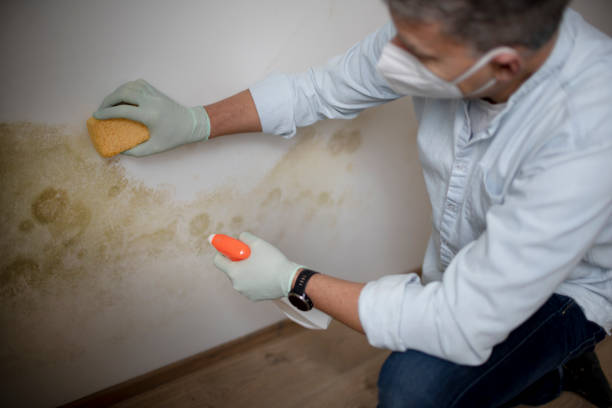 Best Commercial Mold Removal  in Arcola, TX