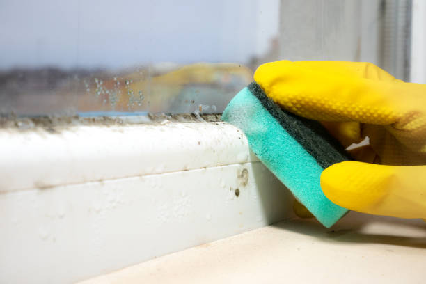 Best Home Mold Removal  in Arcola, TX