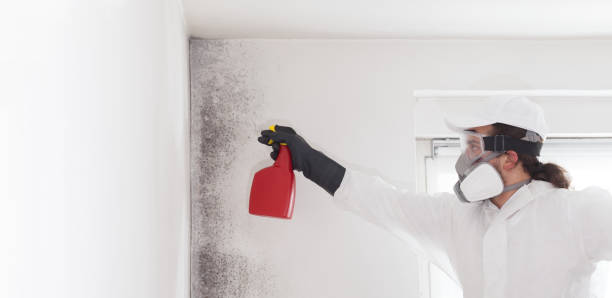 Best Local Mold Removal Service  in Arcola, TX