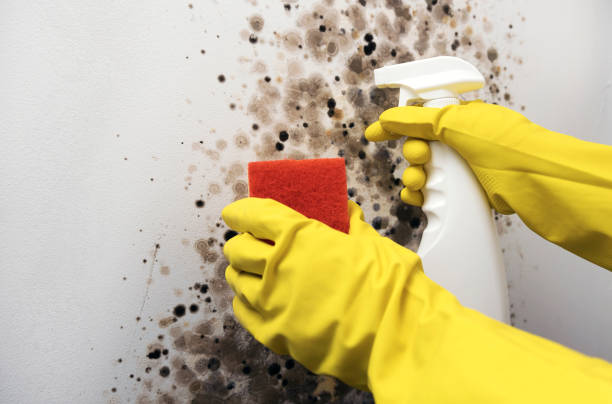 Attic Mold Removal in Arcola, TX