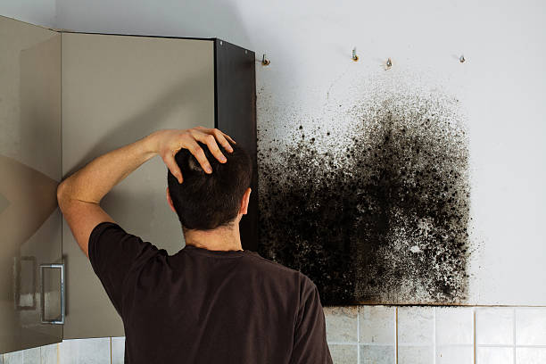 Certified Mold Removal in Arcola, TX