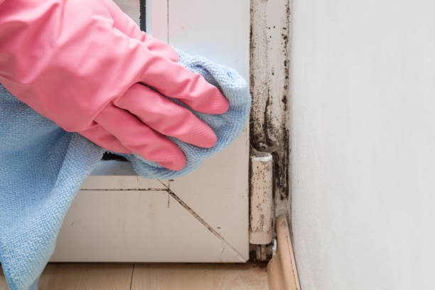 Best Professional Mold Removal  in Arcola, TX